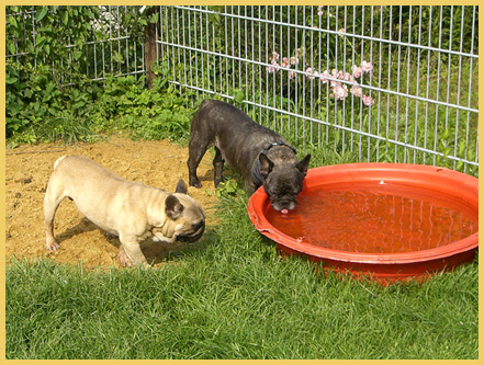Birgits Bullys - Französische Bulldoggen vom Ratheimer Busch, Nordrhein-Westfalen, Heinsberg