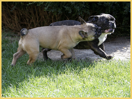 Französische Bulldoggen vom Ratheimer Busch