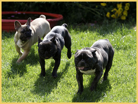 Französische Bulldoggen vom Ratheimer Busch