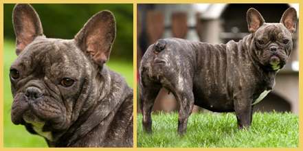 Birgits Bullys - Französische Bulldoggen vom Ratheimer Busch, Nordrhein-Westfalen, Heinsberg