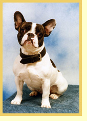 Französische Bulldogge - Hündin - Chicco (Chila)