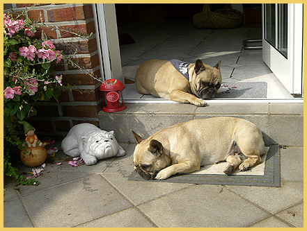 Bulldoggenzucht Französische Bulldoggen Bullys VDR Welpen Verkauf Vermittlung Beratung