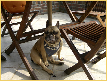 Französische Bulldoggen Heinsberg Düsseldorf Aachen Nordrhein-Westfalen Niederrhein Züchter Vermittlung Welpen