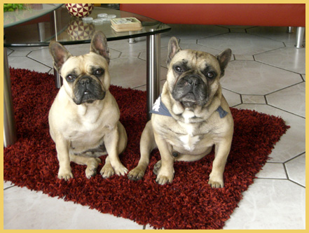 Französische Bulldoggenwelpen vom Ratheimer Busch Nordrhein-Westfalen VDR